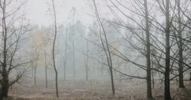 Останній день осені: що чекати від погоди у регіонах України