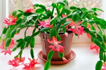 Как заставить цвести декабрист (рождественник) на новогодние праздники: чем подкормить в ноябре