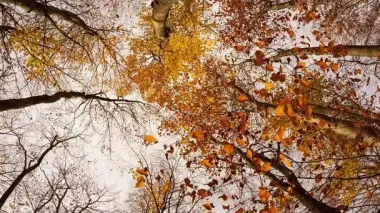 День ангела 30 листопада: кого та як вітати з іменинами