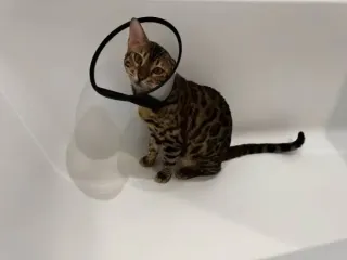 Как кошки находят дорогу домой на сотни километров: ученые наконец раскрыли их секрет