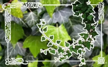 Кельтский гороскоп деревьев на 1–7 декабря 2025 года: неделя ясности, интуиции и внутренней силы