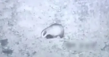 Ночью камеры наблюдения пограничников Закарпатья зафиксировали неожиданного посетителя