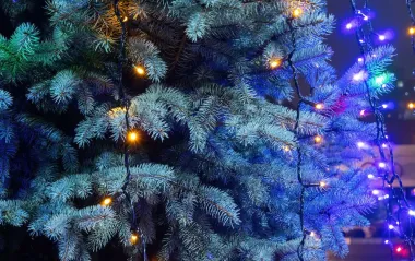 В Центральном парке Харькова появилась новогодняя елка: как украшают город