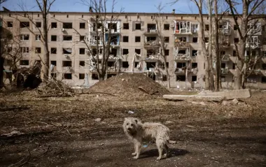 Голодні собаки нападають на українців на окупованих територіях, - ЦНС