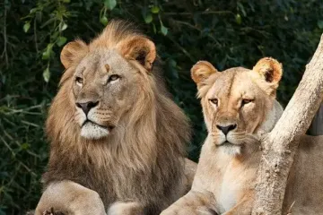 Смертельна спроба подружитися з левами: у зоопарку на очах у відвідувачів загинув підліток (фото)