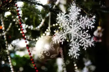 Обрали головну ялинку Львова: претендентів було 15