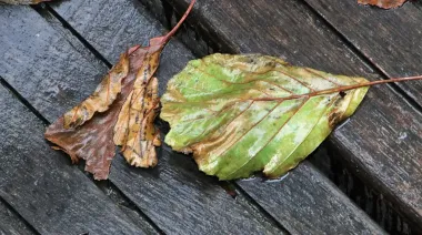 Среда и четверг будут с дождями – погода на 3 дня