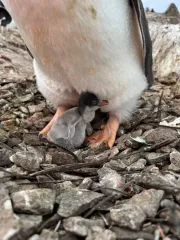 Вблизи "Вернадского" вылупилось первый пингвиненок: кадры восхищали Сеть