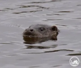 В Чернобыле заметили необычных хищников