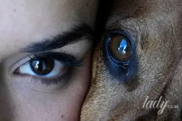 Собаки та сирени: чому чотирилапі реагують на шум