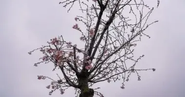 У Запоріжжі в грудні зацвіла сакура: фоторепортаж