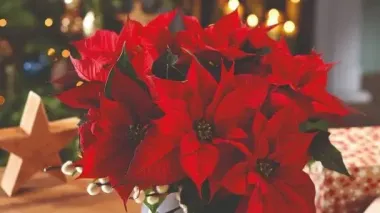 Найкращі кімнатні рослини, що цвітуть взимку (фото)