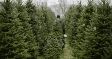 На Волині планують продати близько 10 000 новорічних ялинок: які ціни на ярмарках