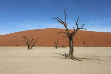 Зловещий смех в пустыне Намиб: ученые раскрыли тайну неуловимого существа, кричащего во тьме