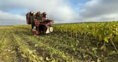 На Волыни разоблачили фермерское хозяйство, которое в промышленных масштабах выращивало табак без лицензии