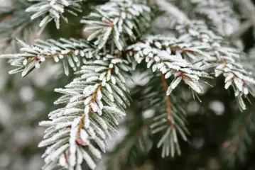 Україну охоплять похолодання і нічні морози: прогноз погоди на 6-7 грудня