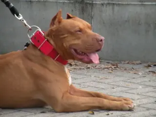 У Полтаві пітбуль напав на поліцейських: що відомо про інцидент (відео)