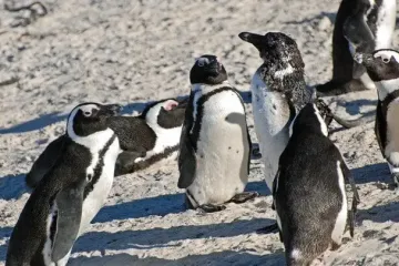 Африканські пінгвіни опинилися під критичною загрозою: науковці назвали ключову причину