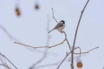 Чи очікувати потепління у грудні: синоптикиня здивувала відповіддю