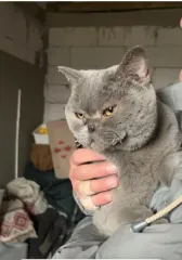 Кошка пережила удар "Шахеда" и девять дней выживала под завалами: щемящая история (фото)