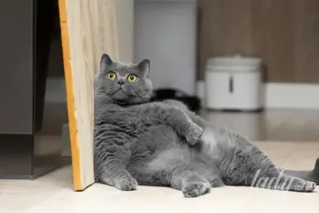 Котов будут лечить от ожирения ведущими методами: ученые тестируют имплантаь