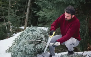 Штраф за елку: украинцам напомнили, сколько "светит" за незаконный сруб дерева