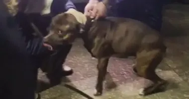 Пса, покусавшего полицейских, отпустили домой: что с его хозяином