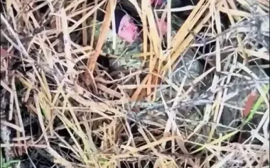 "Don’t come back here again. And tell your friends": Defence Forces eliminate ruscist with drone. VIDEO