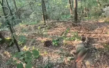 Reconnaissance group of the Third Assault Brigade clears "jungle" in Luhansk region. VIDEO