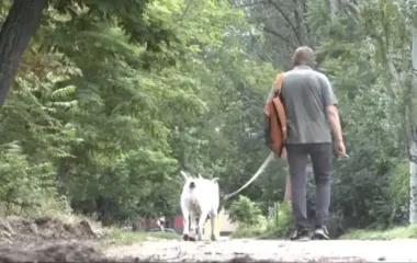 Штраф за вигул собаки: кому він загрожує та скільки доведеться заплатити