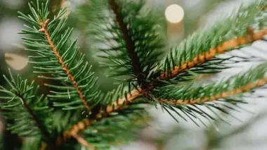 Новорічні ялинки: які ціни в Харкові, Запоріжжі та Львові та скільки коштують найдорожчі дерева