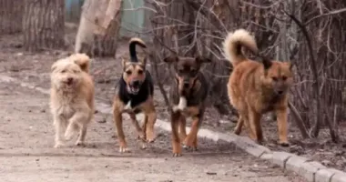 На Вінниччині зграя собак напала на 11-річну дівчинку: що відомо про стан потерпілої