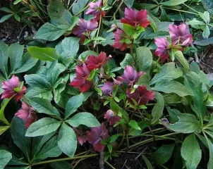 Пять выносливых зимних растений, которые добавят красок саду уже в декабре