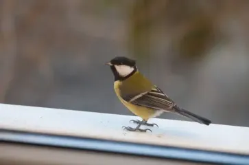 Что значит, когда птица садится на ваш подоконник — приметы которые должен знать каждый