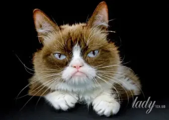 Тест на внимательность: найдите "необычного" кота на фото за 9 секунд