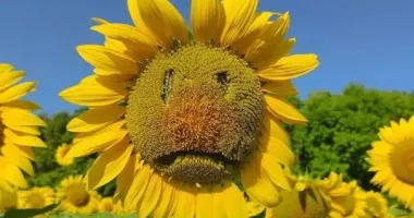 Врожай різко падає: USDA знизило прогноз для українського соняшника