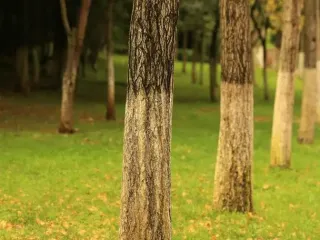 Чому фарбують стовбури дерев у синій колір: сучасний садовий лайфгак для захисту від шкідників та декоративного ефекту