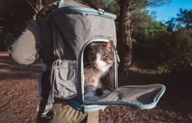 Что положить в переноску для кота, чтобы он не боялся визита к ветеринару