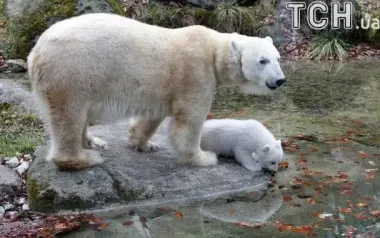 "Мутанты" против воли: как природа пытается спасти белых медведей от вымирания