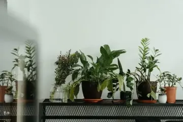 Копейная таблетка, которая спасет даже очень пожелтевшие цветы: проверенный метод