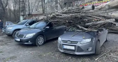 Из-за сильного ветра в Запорожье дерево упало на припаркованные авто