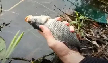 Ціна на улюблену рибу українців злетить: експерт розповів про причини, і це не тільки блекаути