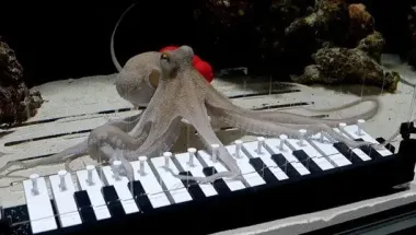 Музыкант научил домашнего осьминога играть на пианино — видео