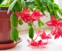 Одну таблетку в горщик — і різдвяник милуватиме квітами до самої весни