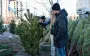 Святкові дерева подорожчали: скільки сьогодні коштують ялинки й сосни у Харкові