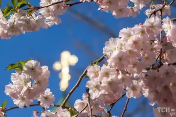 Эту ошибку делают почти все: когда на самом деле сажать цветущую вишню