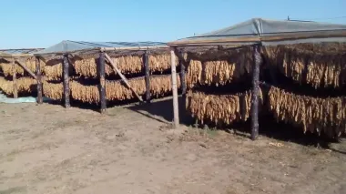 Ukrainian business calls for revisions to bill on control over production, circulation of tobacco raw materials