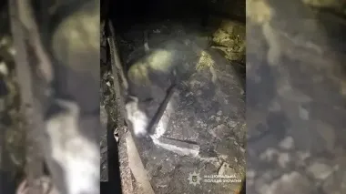 "Назустріч йшла корова без очей": РФ дронами знищила сімейну ферму на Чернігівщині