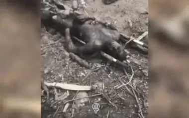 "All landings are littered with corpses, f#ck": occupier whines and films dead accomplices in forest. VIDEO