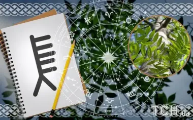 Кельтский гороскоп деревьев на 17 декабря 2025: день осознанных действий и внутренней дисциплины